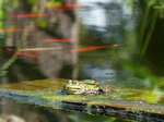 FZ008177 Marsh frog (Pelophylax ridibundus) on plank with goldfish.jpg